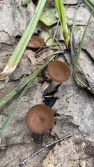 Dumontinia tuberosa