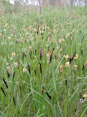 Carex melanostachya