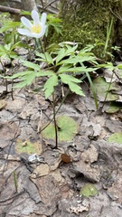 Dumontinia tuberosa