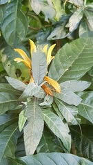 Metarungia longistrobus