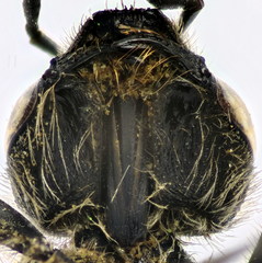 Lasioglossum albocinctum