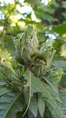 Metarungia longistrobus