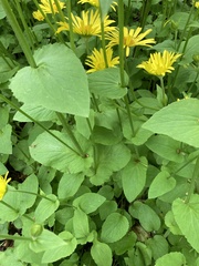 Doronicum pardalianches