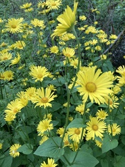 Doronicum pardalianches