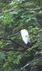 Egretta garzetta garzetta