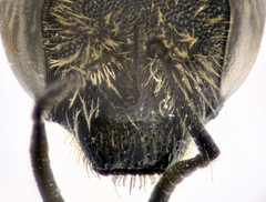 Lasioglossum albocinctum