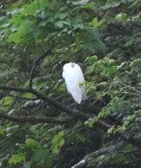 Egretta garzetta garzetta