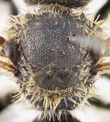 Lasioglossum albocinctum