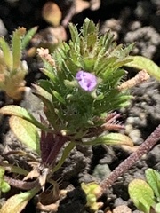 Pogogyne serpylloides