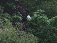 Egretta garzetta garzetta