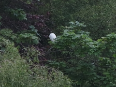 Egretta garzetta garzetta