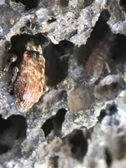 Isotomoidea