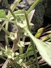 Hesperevax sparsiflora