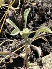 Hesperevax sparsiflora
