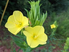 Oenothera grandiflora