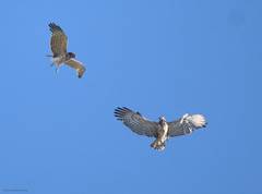 Circaetus gallicus