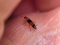 Languria trifasciata