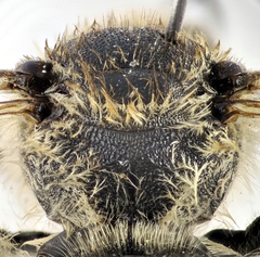 Lasioglossum albocinctum