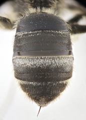 Lasioglossum albocinctum