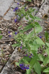Pulmonaria mollis