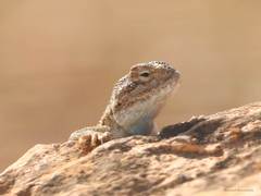 Trapelus mutabilis