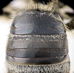 Lasioglossum albocinctum