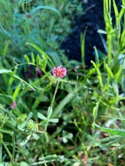 Trifolium bifidum decipiens