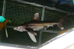 Carcharhinus longimanus