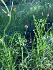 Trifolium bifidum decipiens