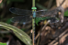 Gynacantha dravida