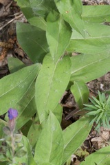 Pulmonaria mollis