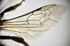 Lasioglossum albocinctum