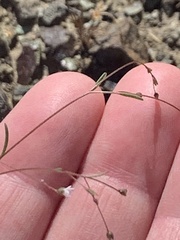 Hesperolinon micranthum