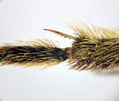 Lasioglossum albocinctum