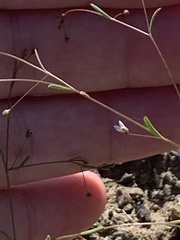 Hesperolinon micranthum