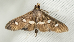 Desmia subdivisalis