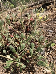 Eriogonum wootonii