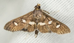 Desmia subdivisalis