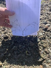 Hesperolinon micranthum