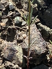 Hesperolinon micranthum