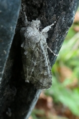 Ichneutica mutans