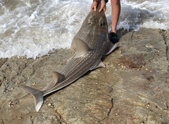 Rhynchobatus djiddensis