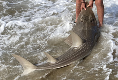 Rhynchobatus djiddensis