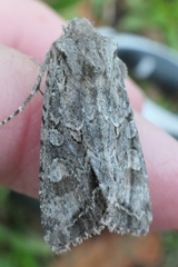 Ichneutica mutans