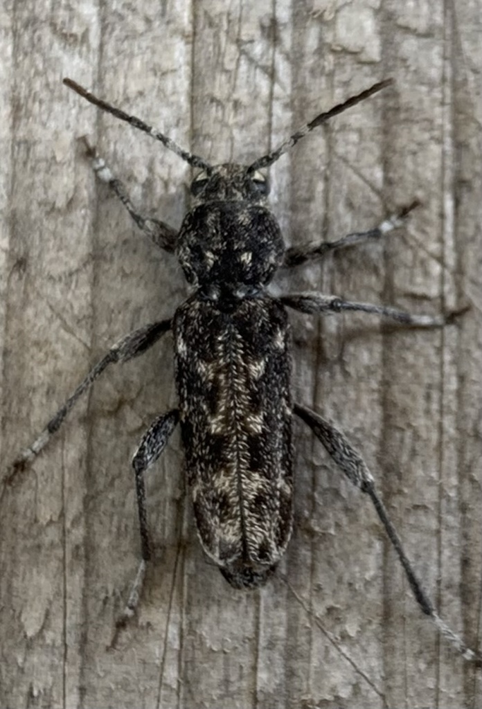 Xylotrechus annosus
