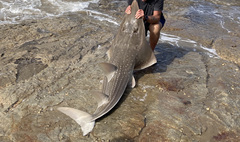 Rhynchobatus djiddensis