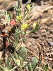 Eriogonum wootonii