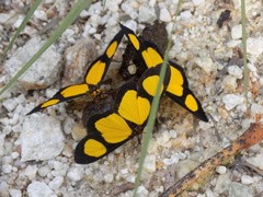 Cyllopoda jatropharia