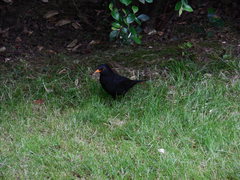 Turdus merula
