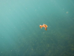 Yungia aurantiaca